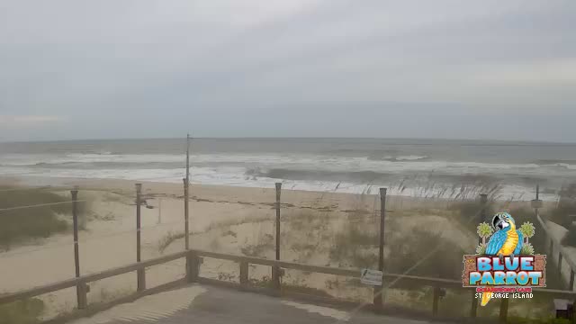 St George Island Blue Parrot Cam Michael (2018)