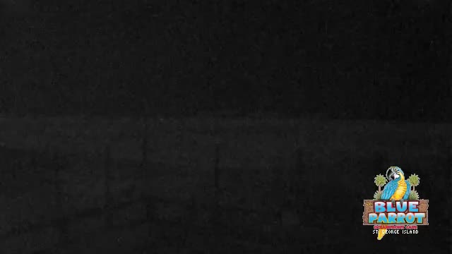 St George Island Blue Parrot Cam Michael (2018)