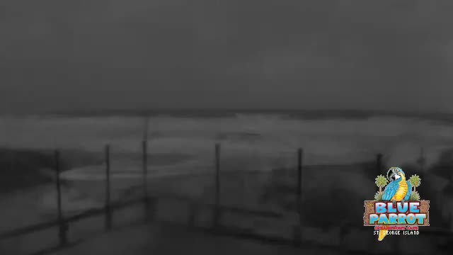 St George Island Blue Parrot Cam Michael (2018)
