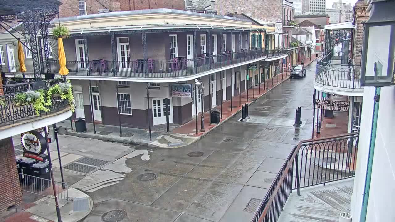 New Orleans Cats Meow Bourbon St Camera for Sally (2020)