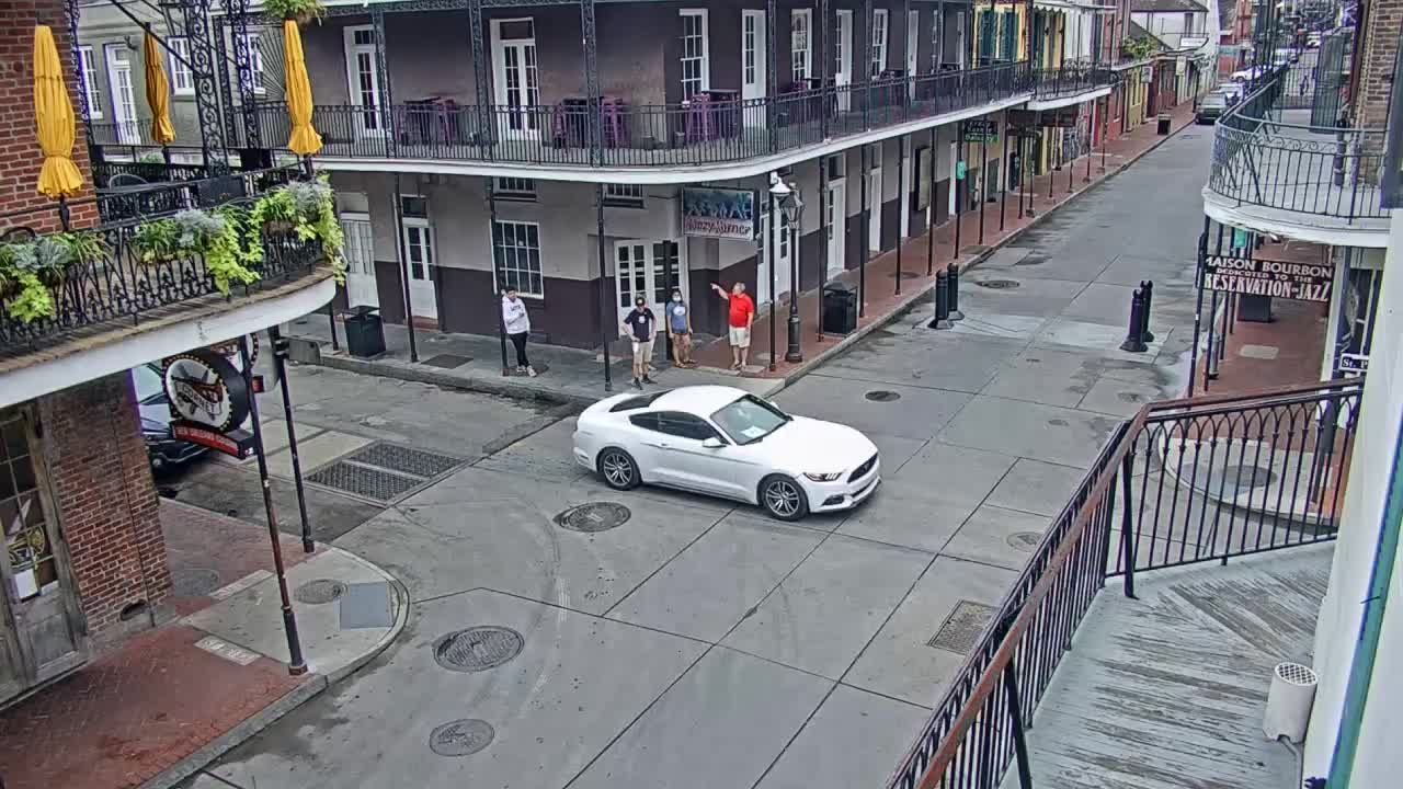 New Orleans Cats Meow Bourbon St Camera for Sally (2020)