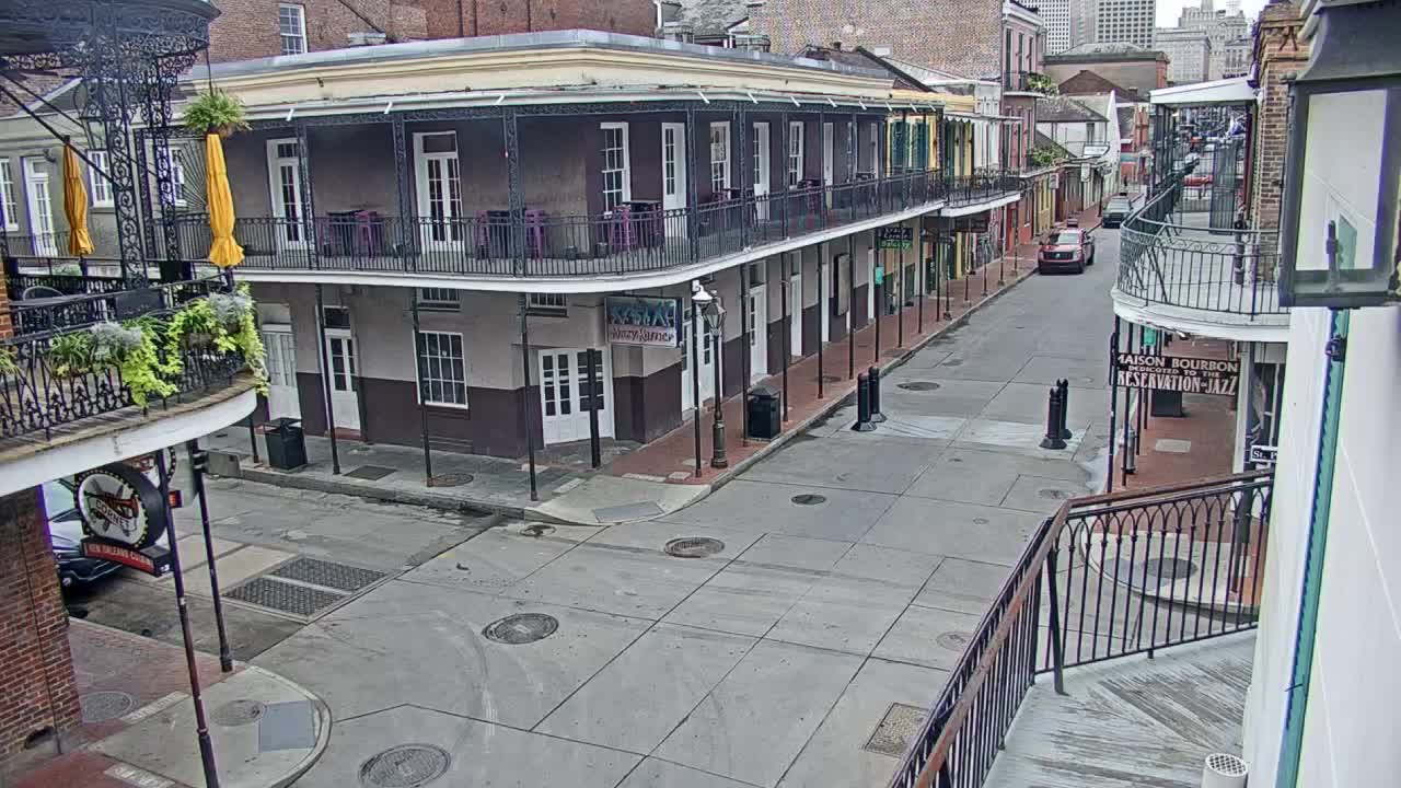 New Orleans Cats Meow Bourbon St Camera for Sally (2020)