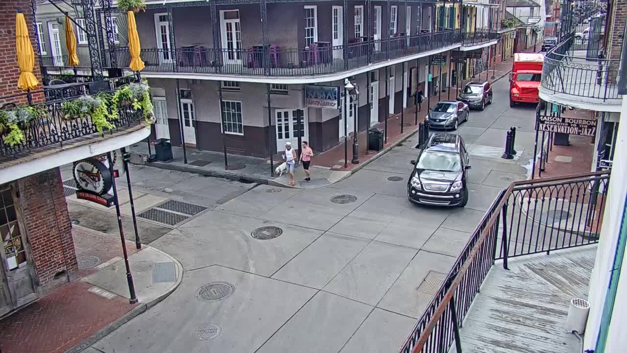 New Orleans Cats Meow Bourbon St Camera for Sally (2020)