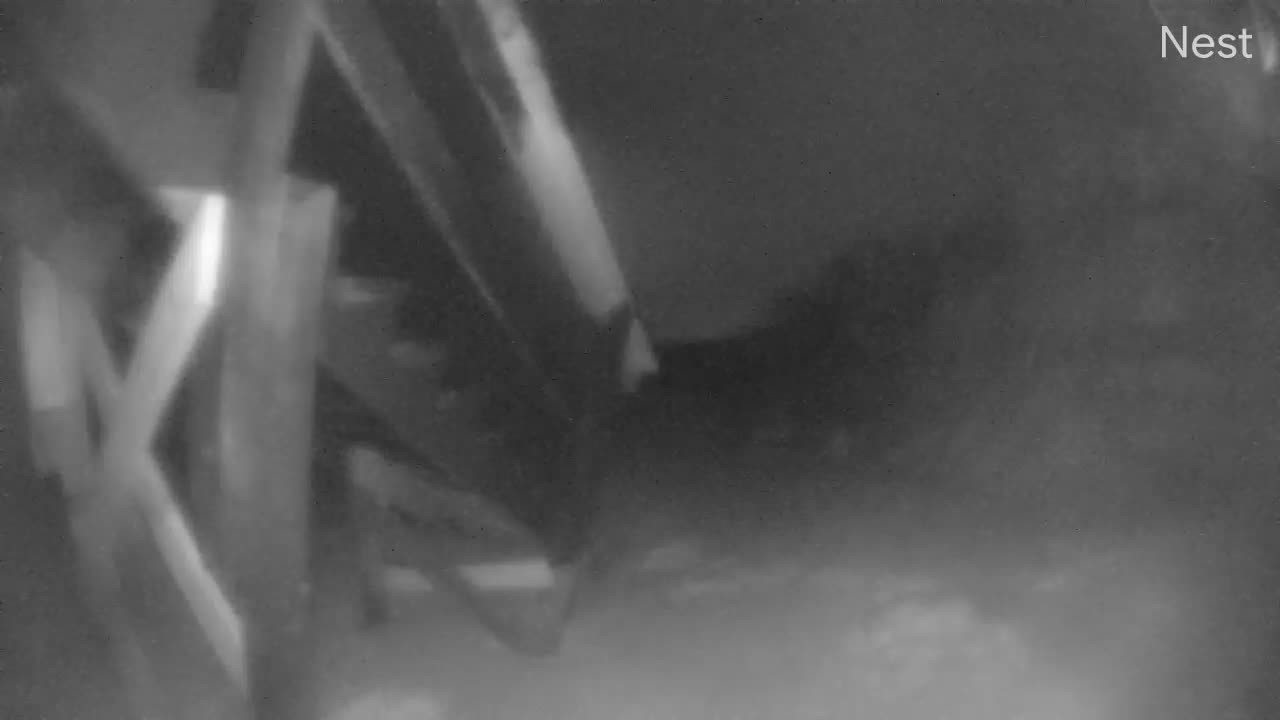 Hurricanetrack Palm Coast Cam 1 Nicole (2022)