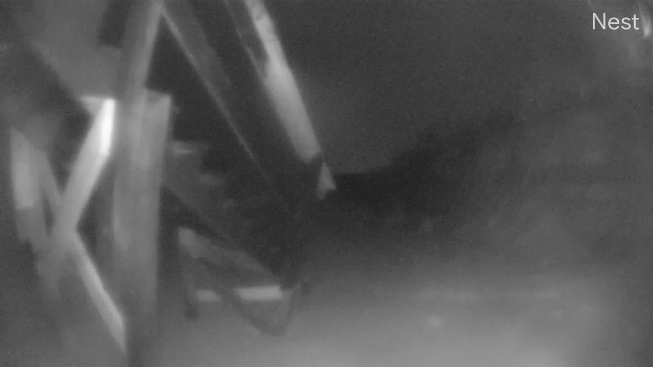 Hurricanetrack Palm Coast Cam 1 Nicole (2022)