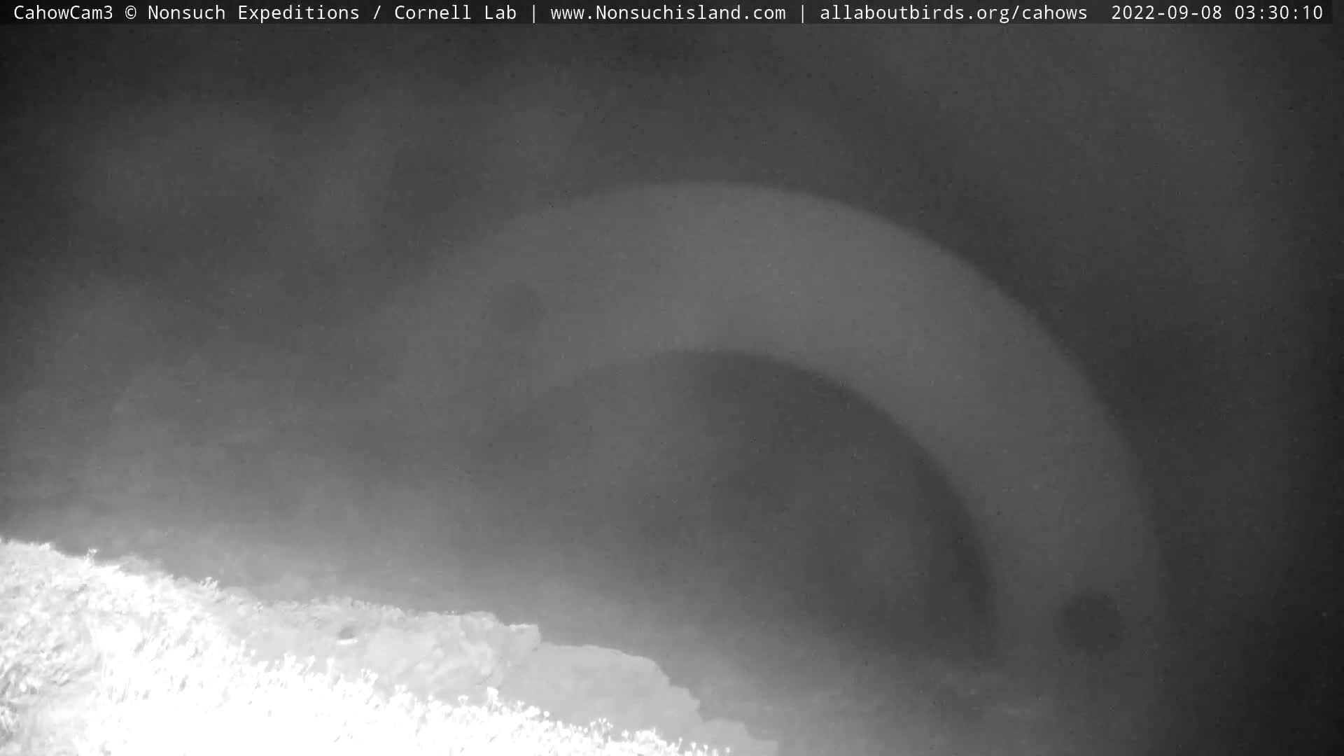 Nonsuch Island Bermuda Cam Earl (2022)