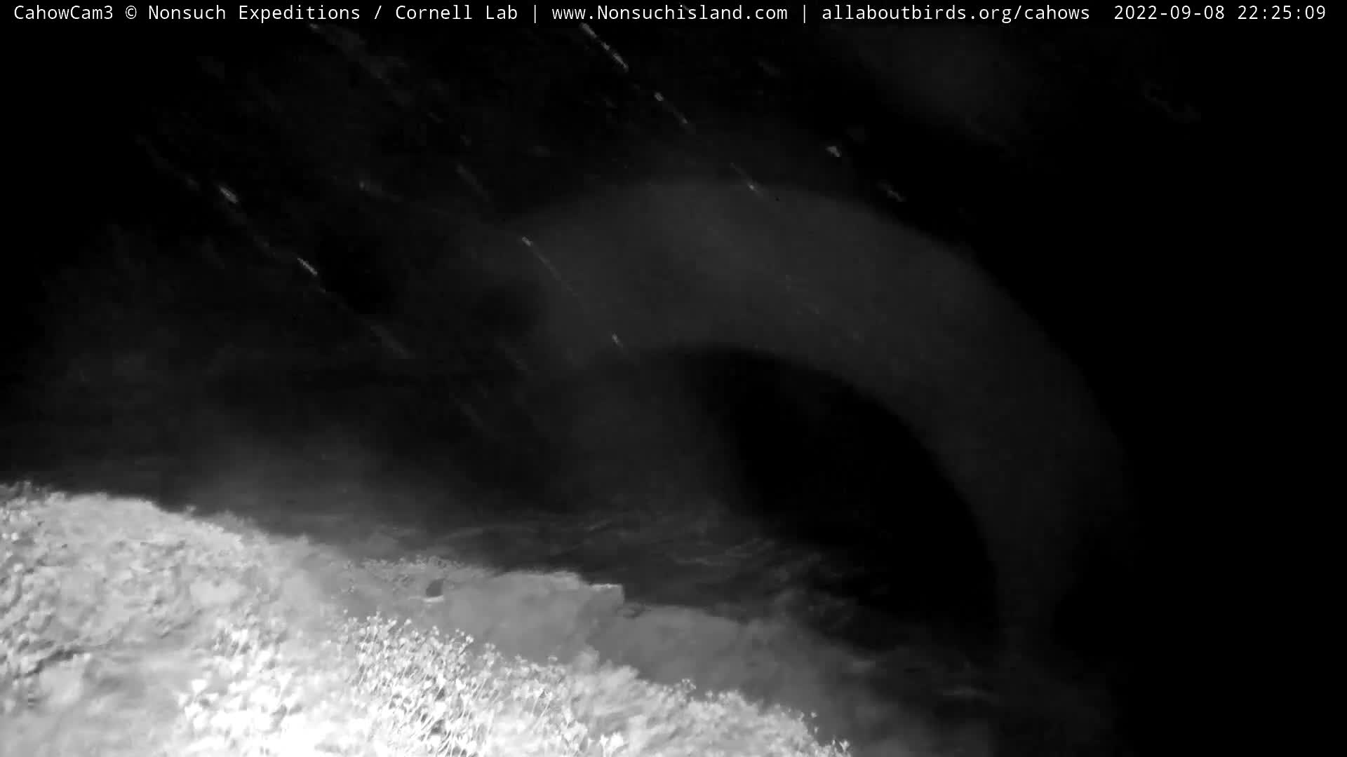 Nonsuch Island Bermuda Cam Earl (2022)