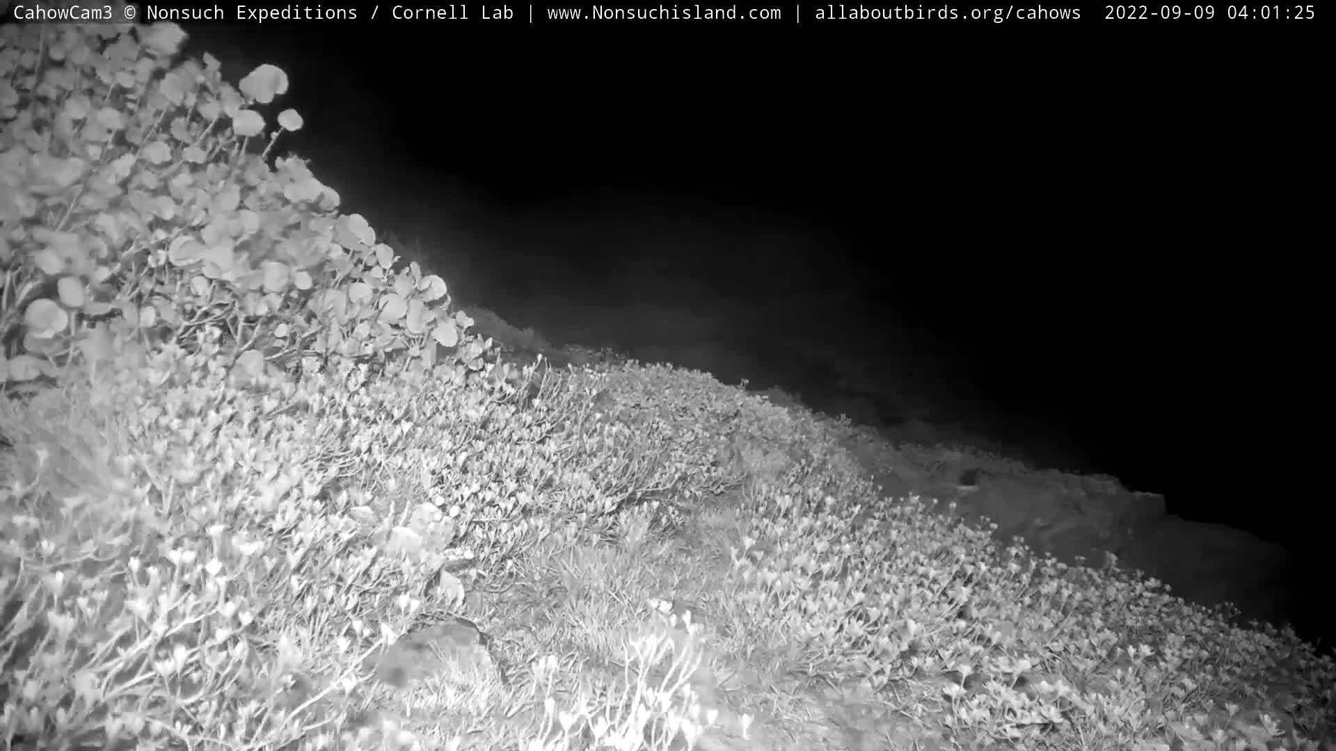Nonsuch Island Bermuda Cam Earl (2022)