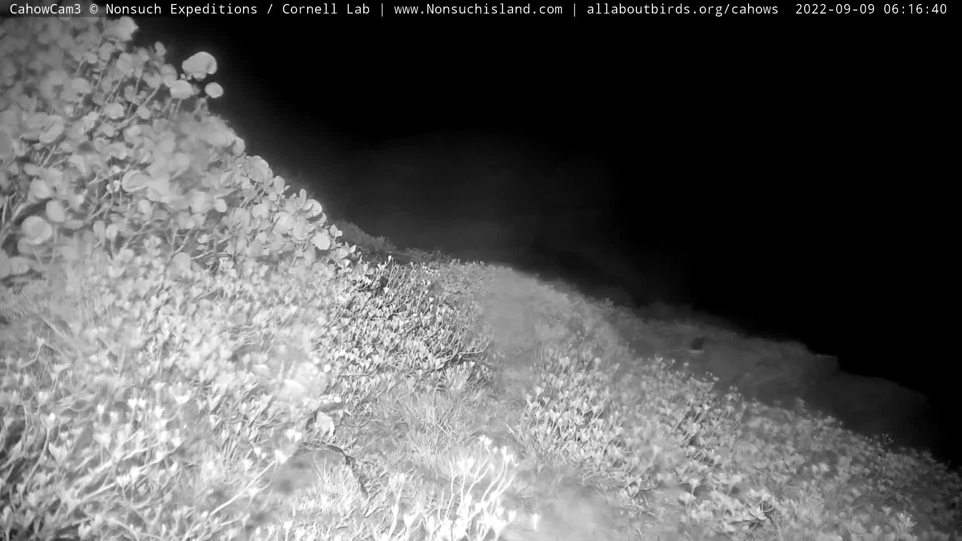 Nonsuch Island Bermuda Cam Earl (2022)