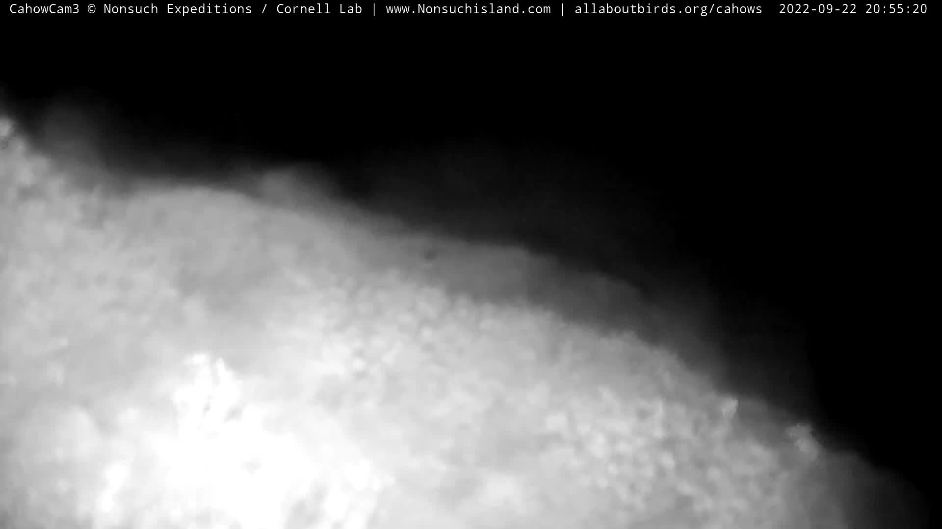 Nonsuch Island Bermuda Cam Fiona (2022)