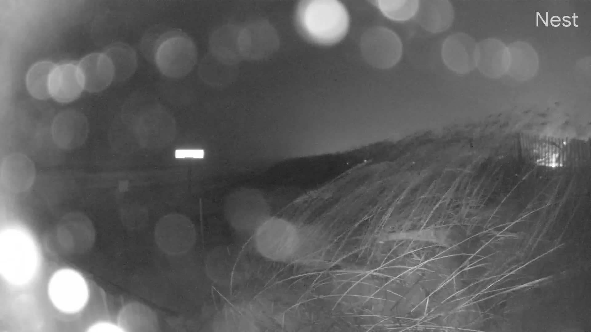 HT Kitty Hawk Cam 14 Ophelia (2023)