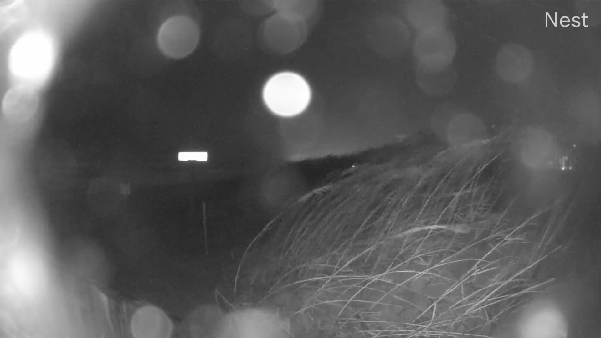 HT Kitty Hawk Cam 14 Ophelia (2023)
