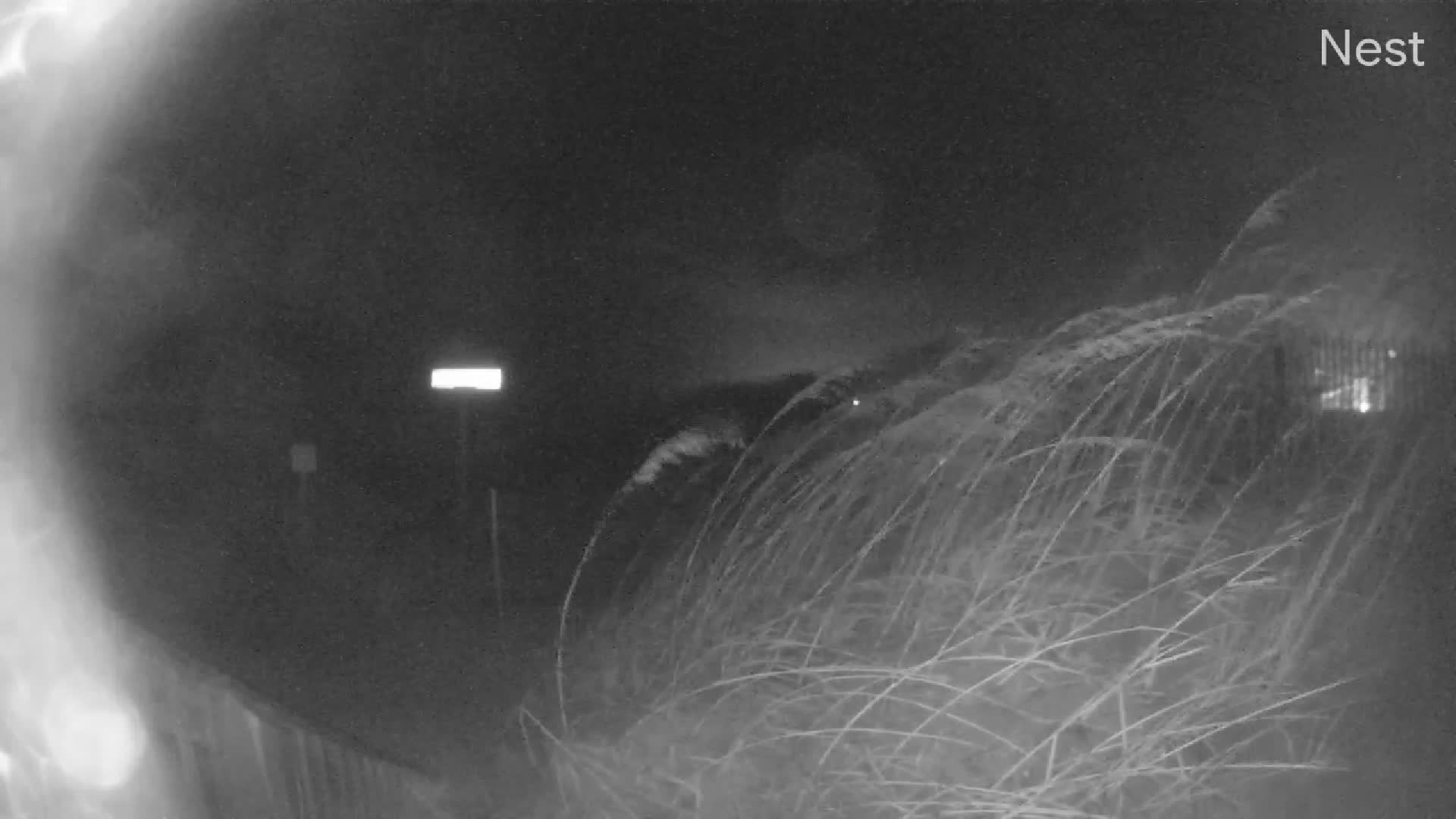 HT Kitty Hawk Cam 14 Ophelia (2023)