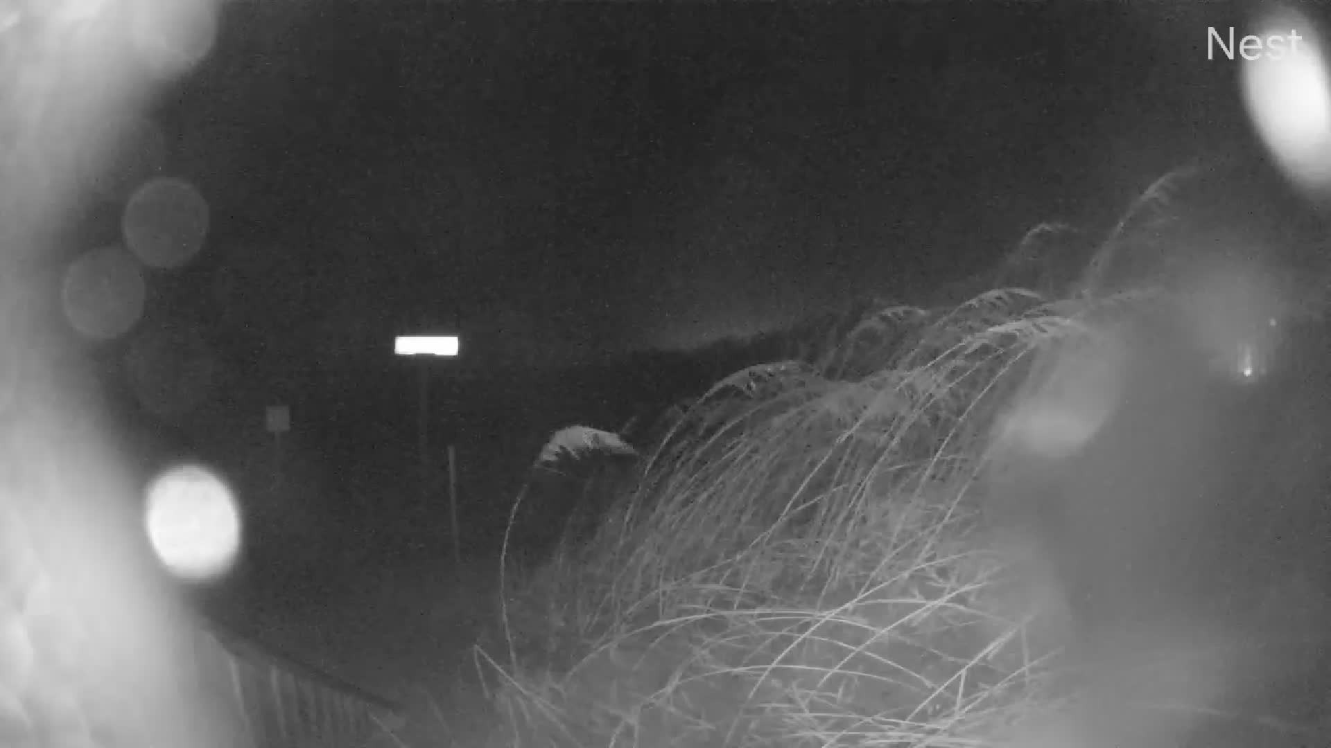 HT Kitty Hawk Cam 14 Ophelia (2023)