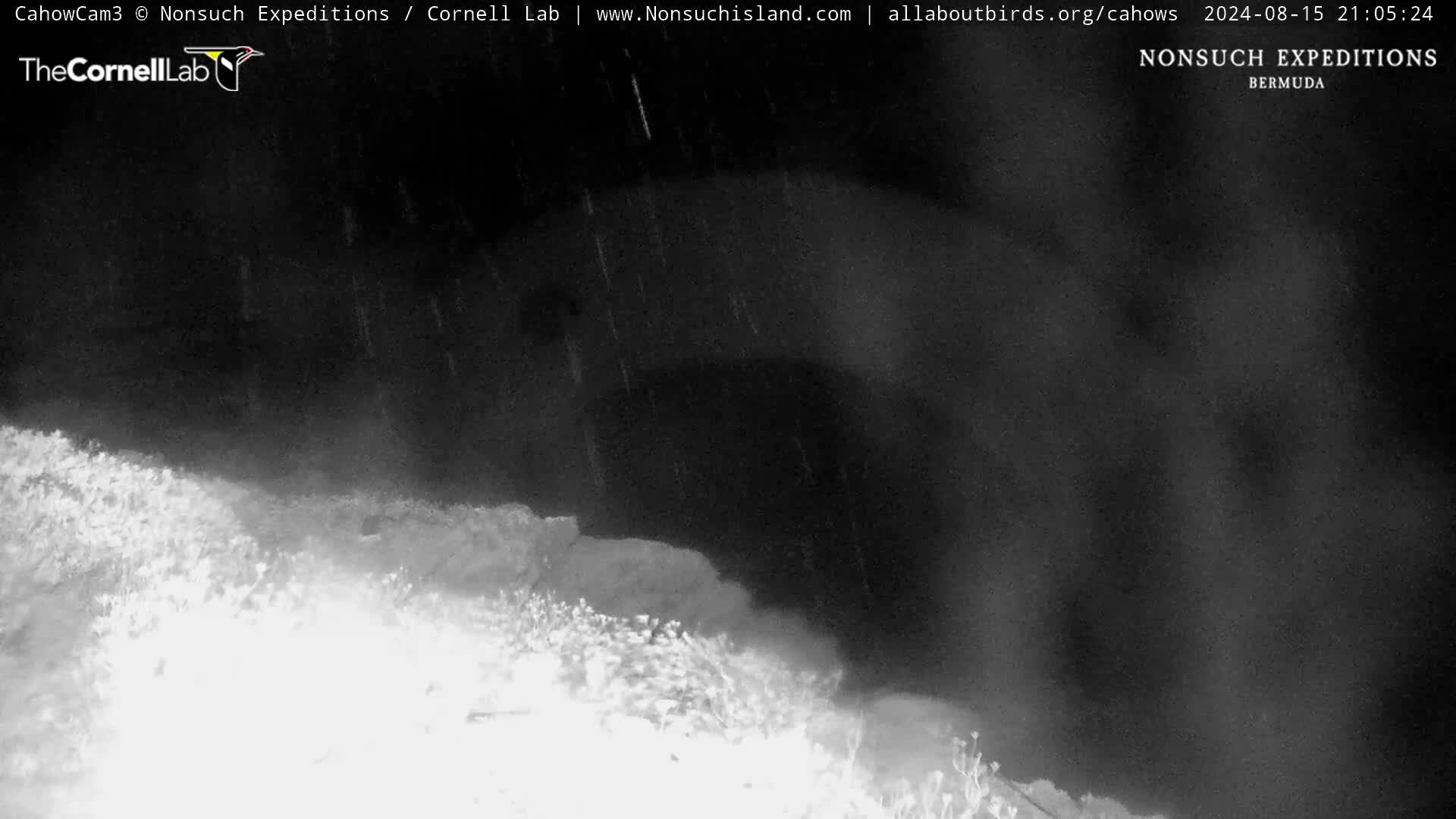 Nonsuch Island Bermuda Cam Ernesto (2024)