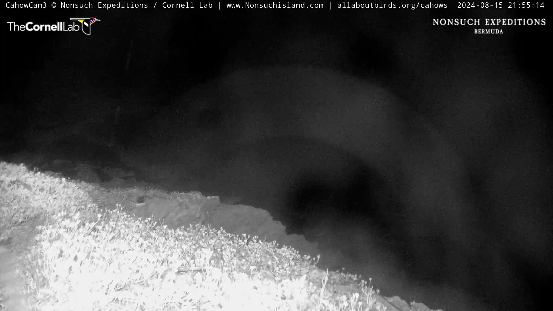 Nonsuch Island Bermuda Cam Ernesto (2024)