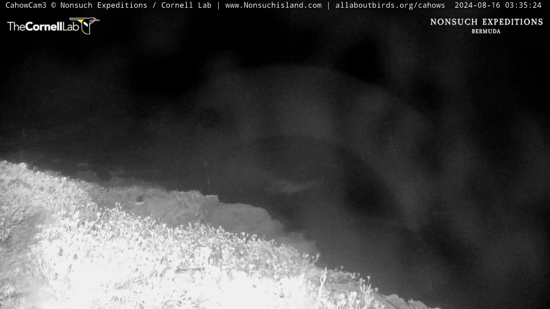 Nonsuch Island Bermuda Cam Ernesto (2024)