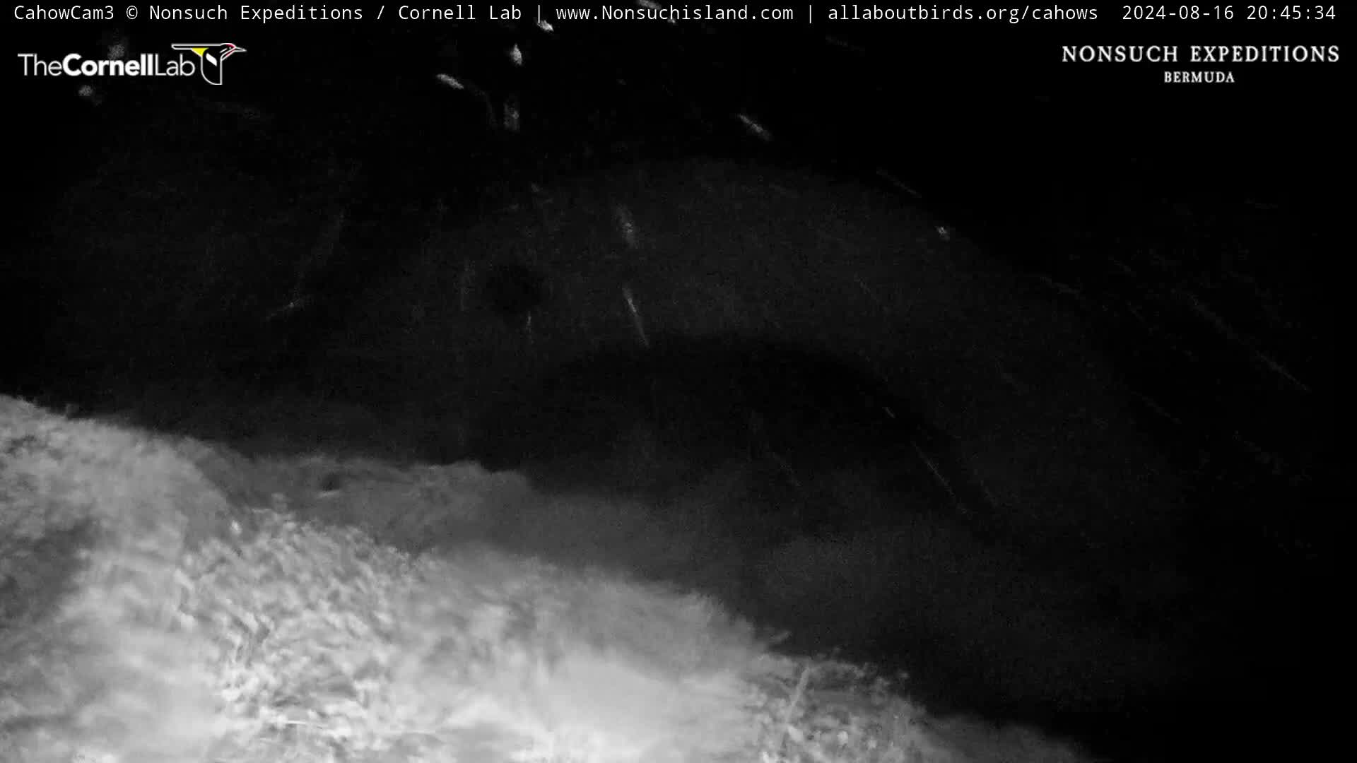 Nonsuch Island Bermuda Cam Ernesto (2024)