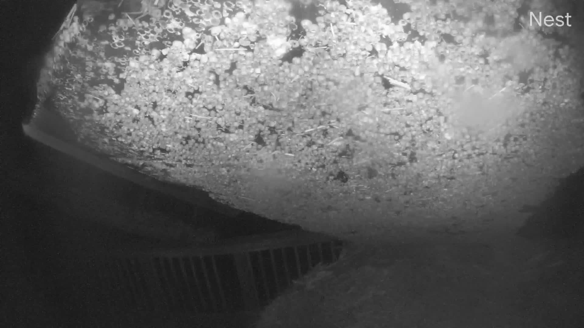 Hurricanetrack Steinhatchee Riverfront Cam Helene (2024)