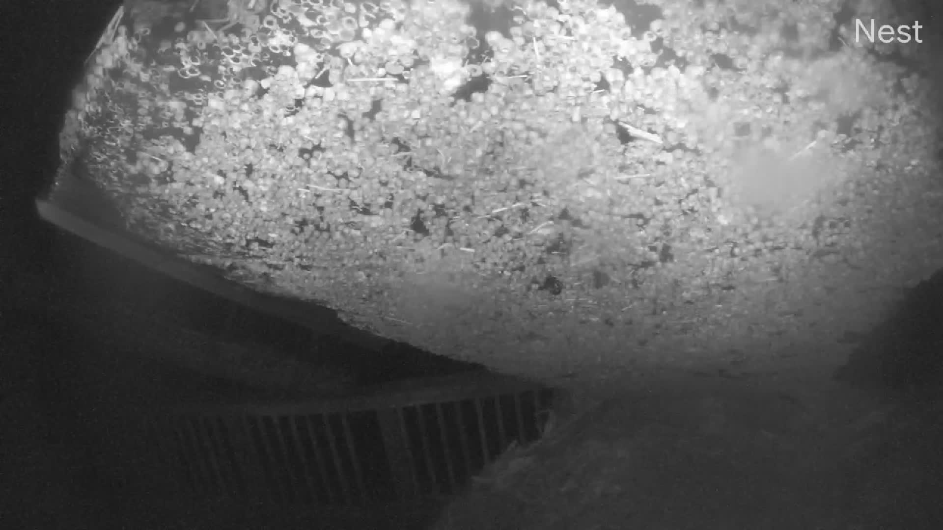 Hurricanetrack Steinhatchee Riverfront Cam Helene (2024)