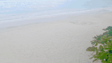 Part 2 CocoLa Palm Beach Jamaica Webcam For Meilssa (2025)